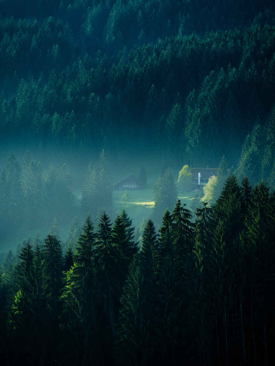 Dichter Schwarzwald — dunkle Tannenwälder, Nebel und traditionelle Bauernhäuser
